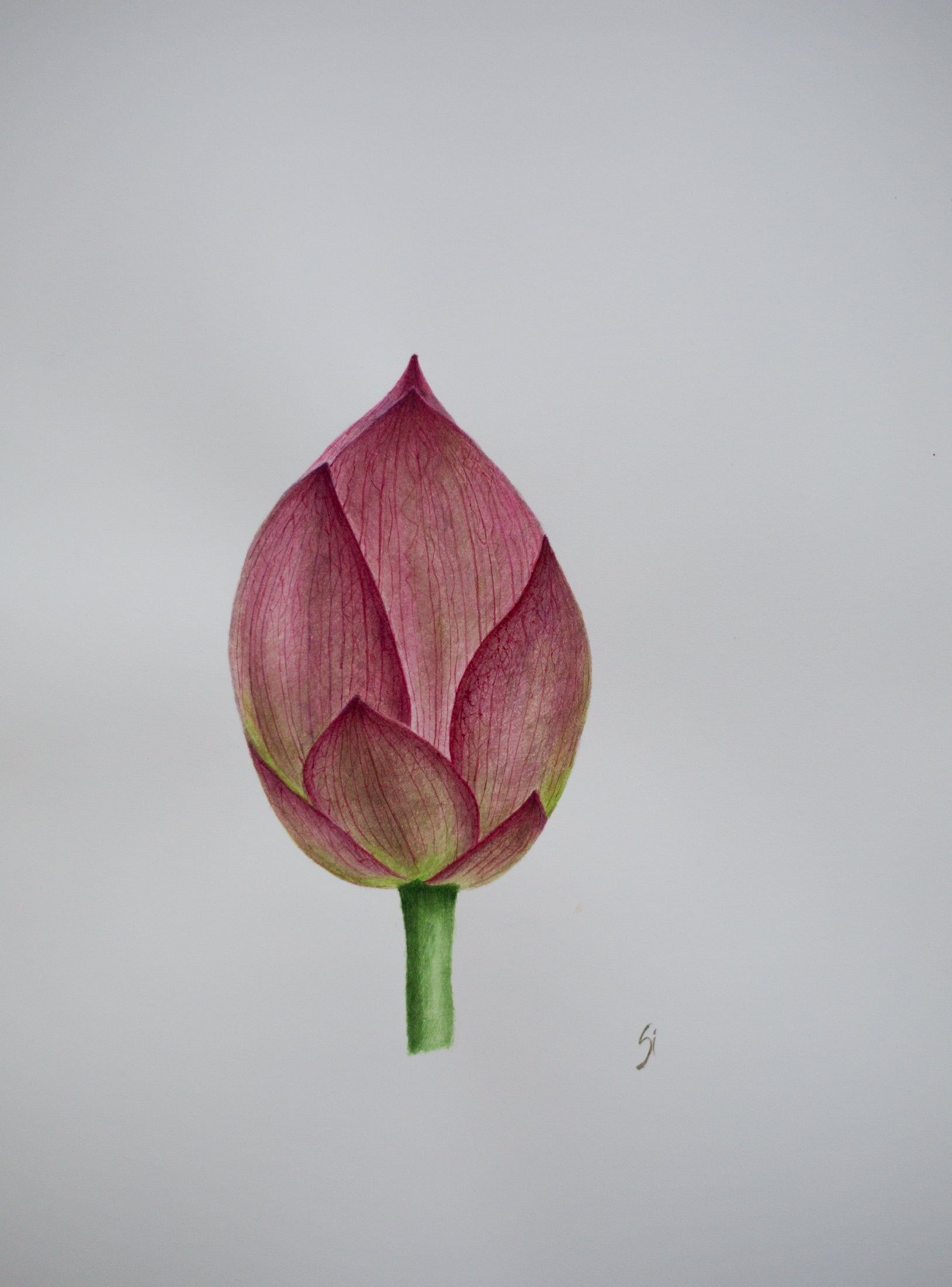 Lotus flower hand drawn watercolor Royalty Free Vector Image